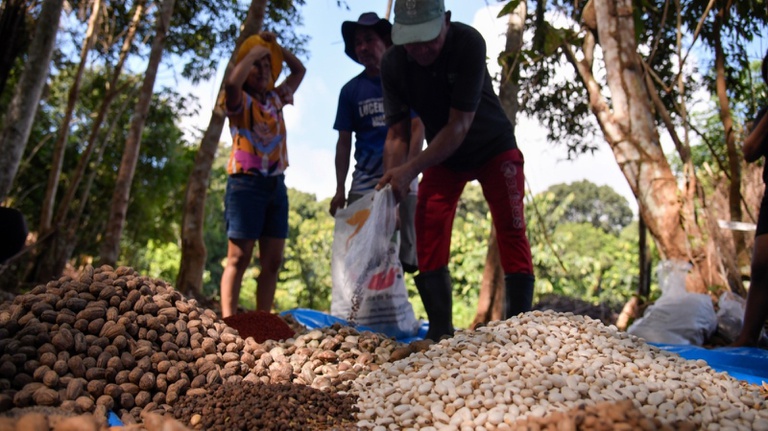 Muvuca de sementes já plantou mais de 250 kg e impulsiona reflorestamento na Amazônia