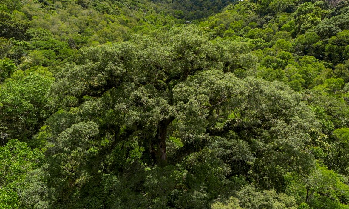 Desmatamento da Mata Atlântica cai 28% e atinge menor nível histórico