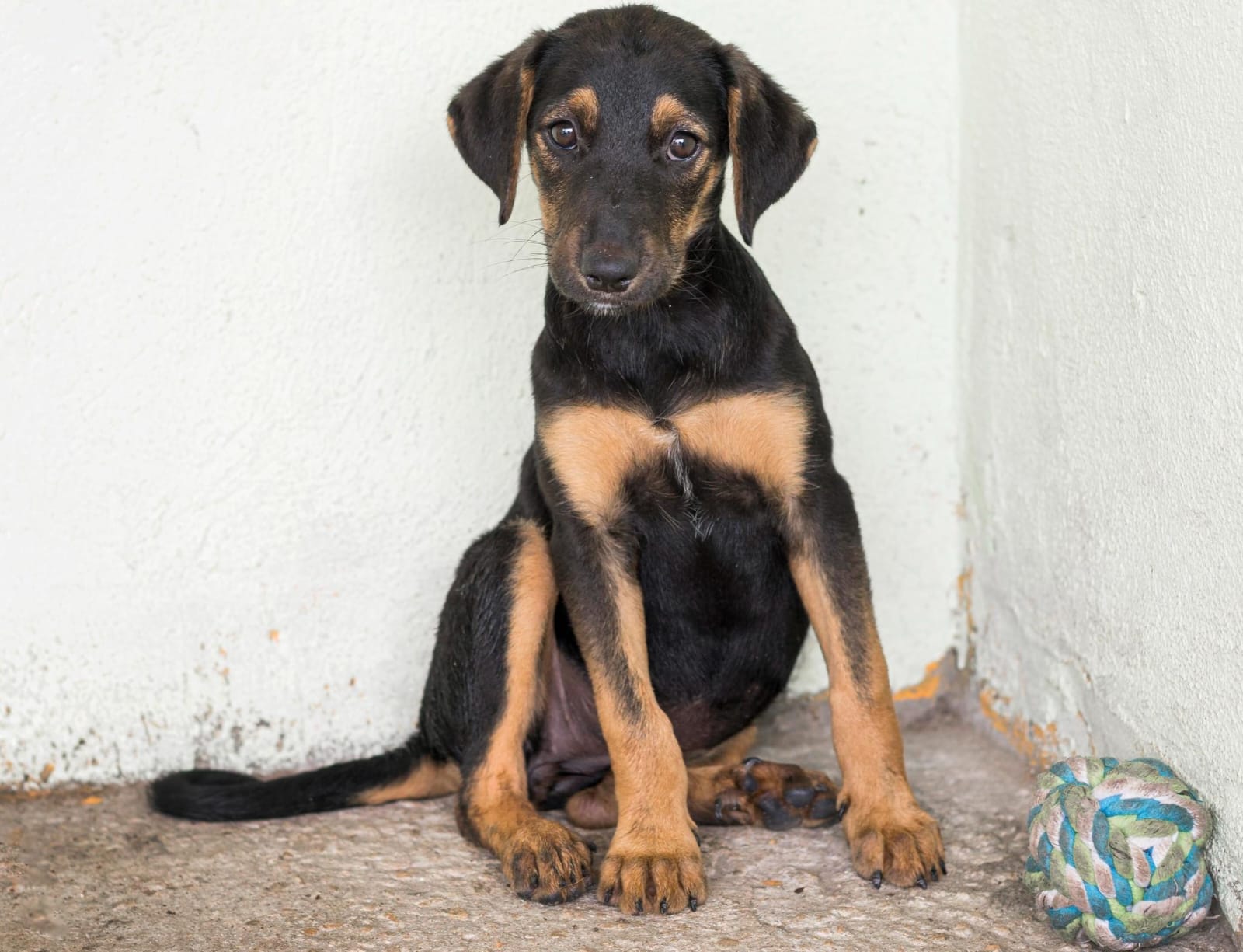 MPAM garante avanço em política de proteção animal em Manaus