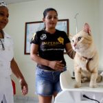 CCZ Manaus libera vagas para castração gratuita de pets