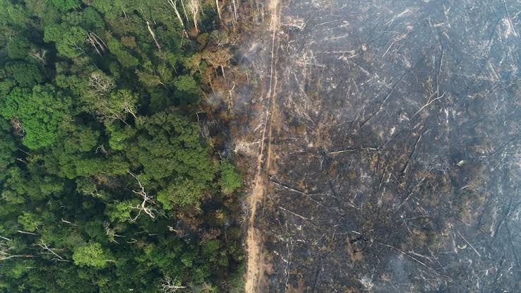 Monitoramento ambiental impulsiona redução das queimadas no Amazonas