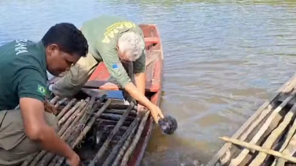 Fiscalização resgata 176 quelônios no Amazonas