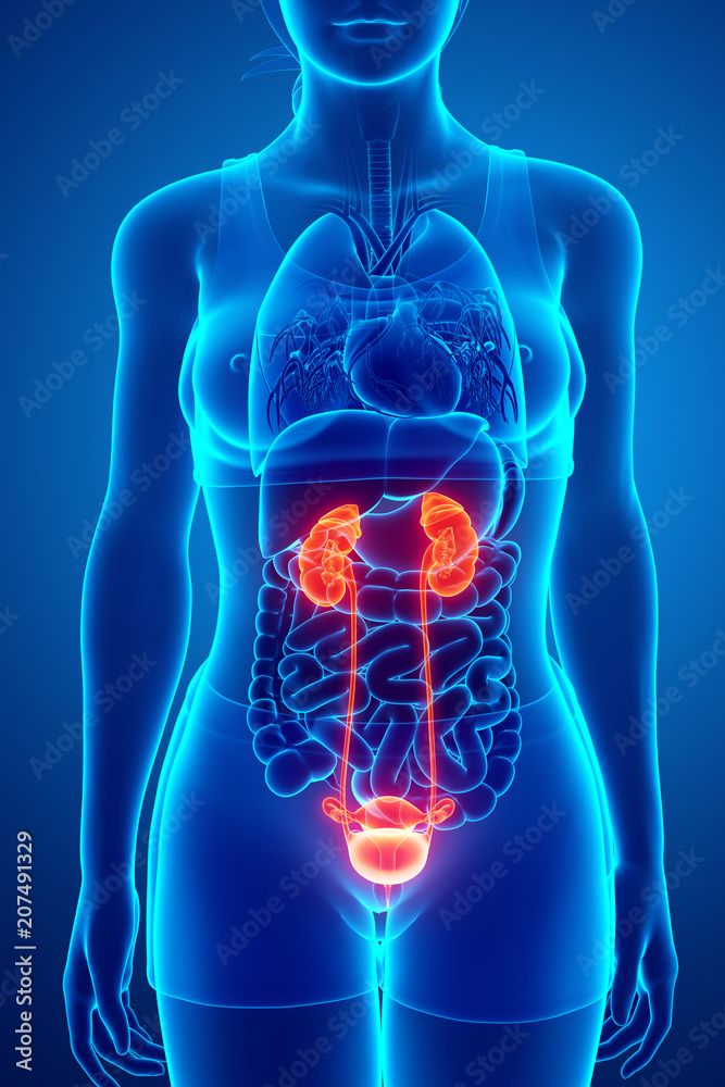 Doença renal afeta mais de 20 milhões no Brasil