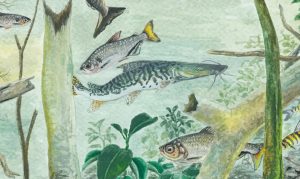 Ciência mapeia biodiversidade dos peixes amazônicos
