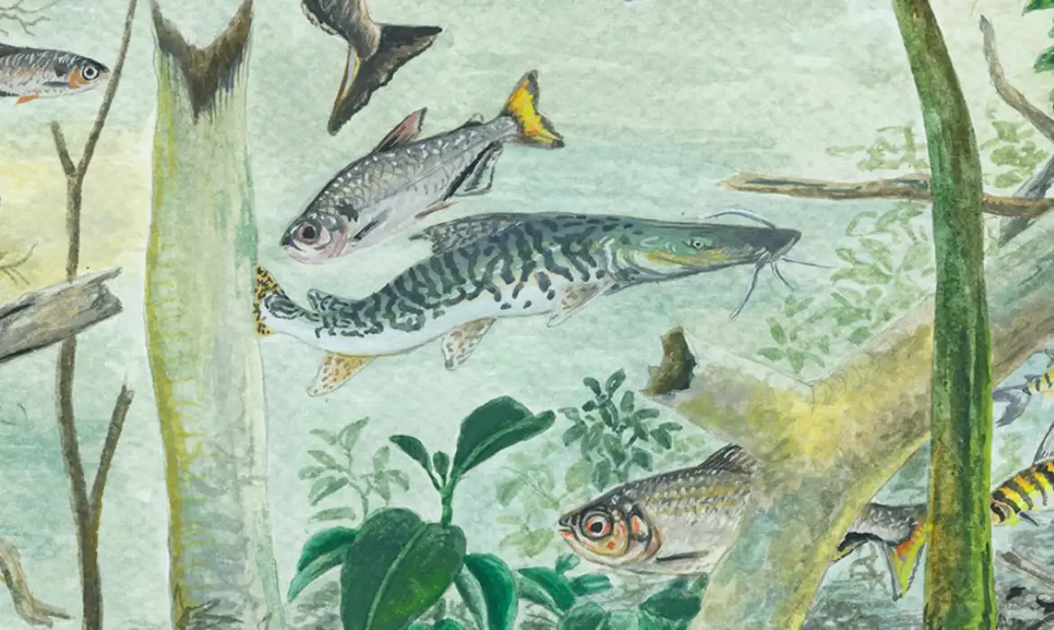 Ciência mapeia biodiversidade dos peixes amazônicos